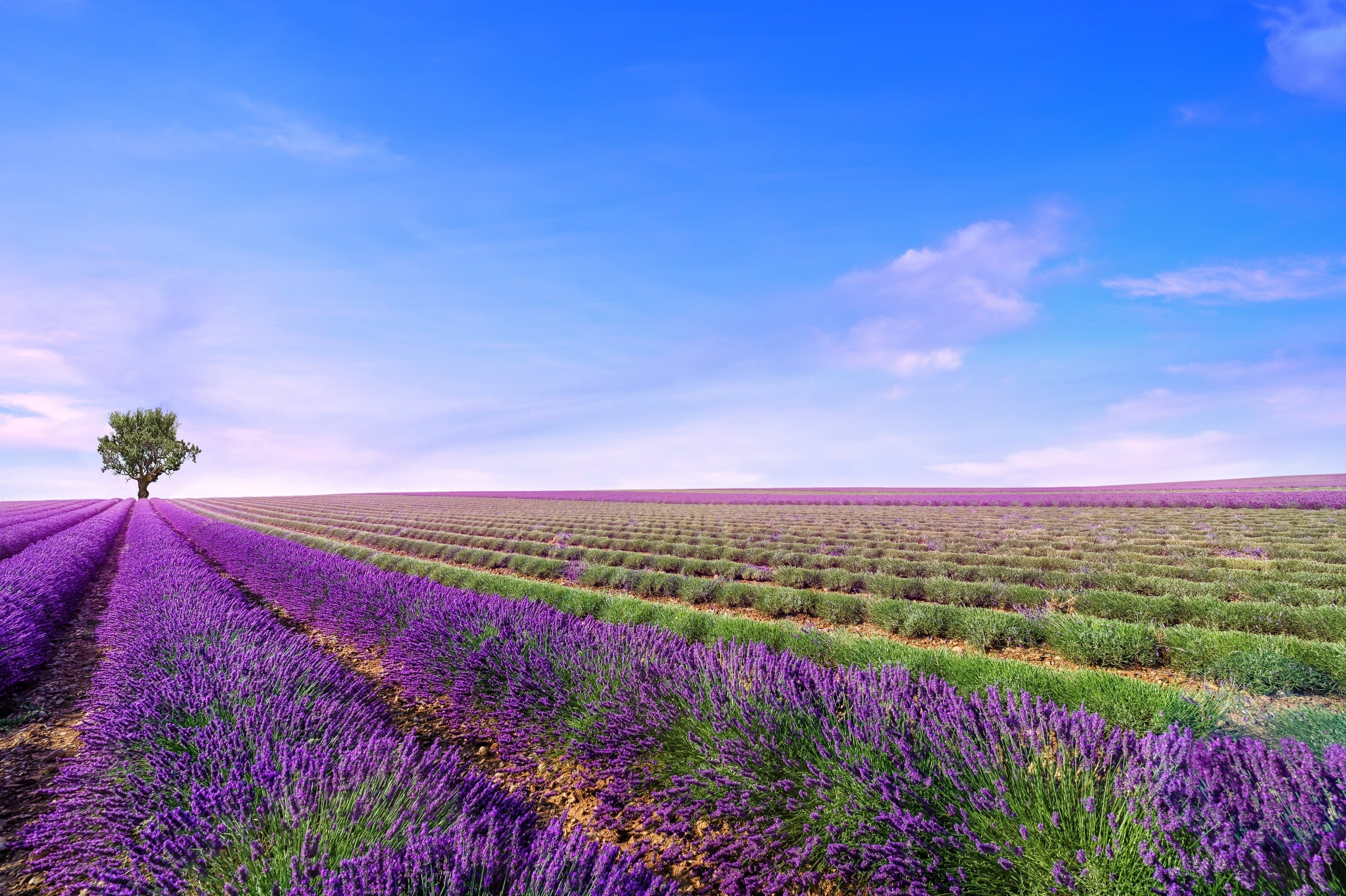 Essential Truths About Essential Oils: Why We Choose Nature, Always - Wizard & Grace
