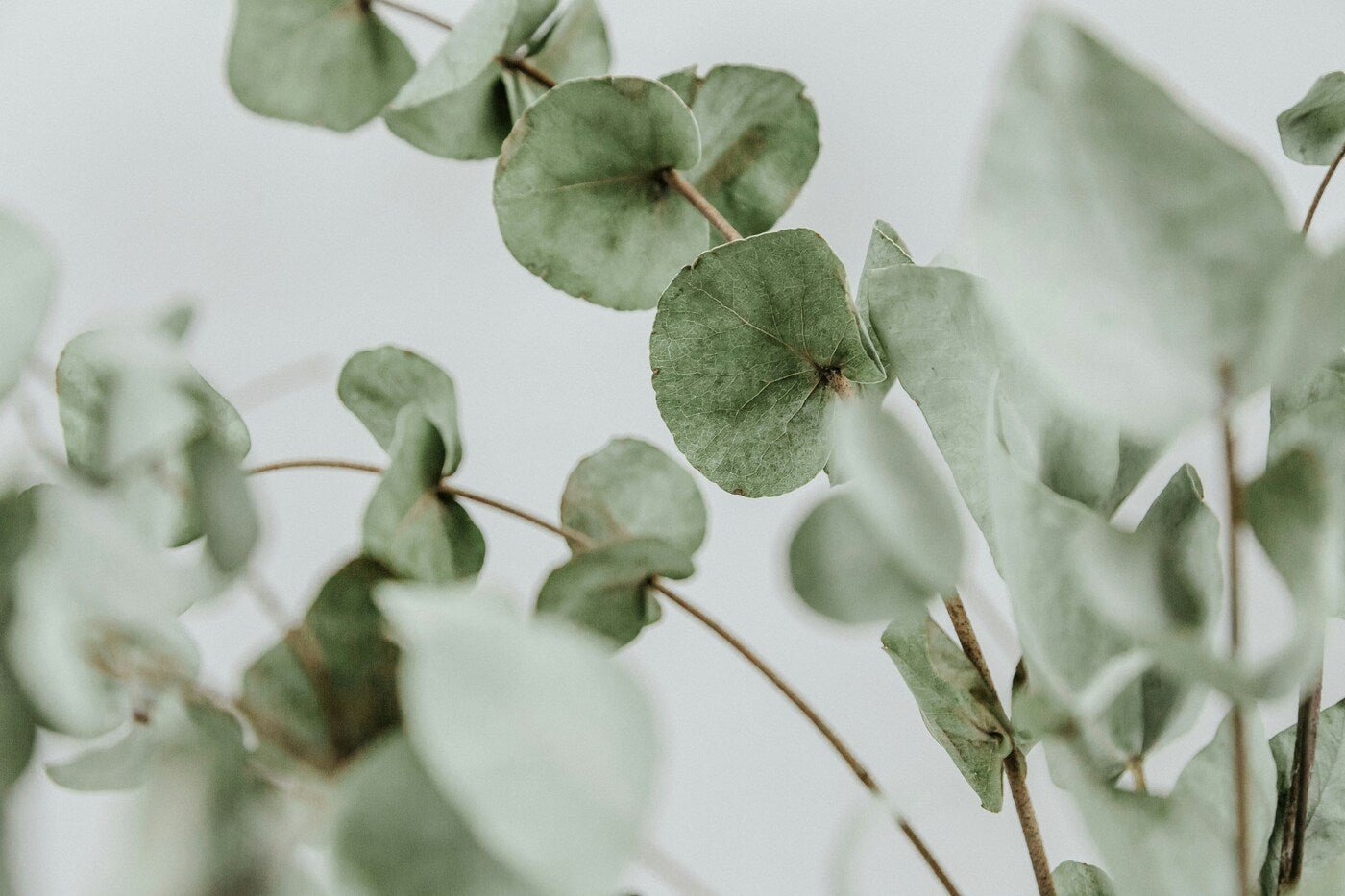Portable Wellbeing: Why Pulse Point Oils Are Revolutionising Irish Candle Gift Sets - Wizard & Grace