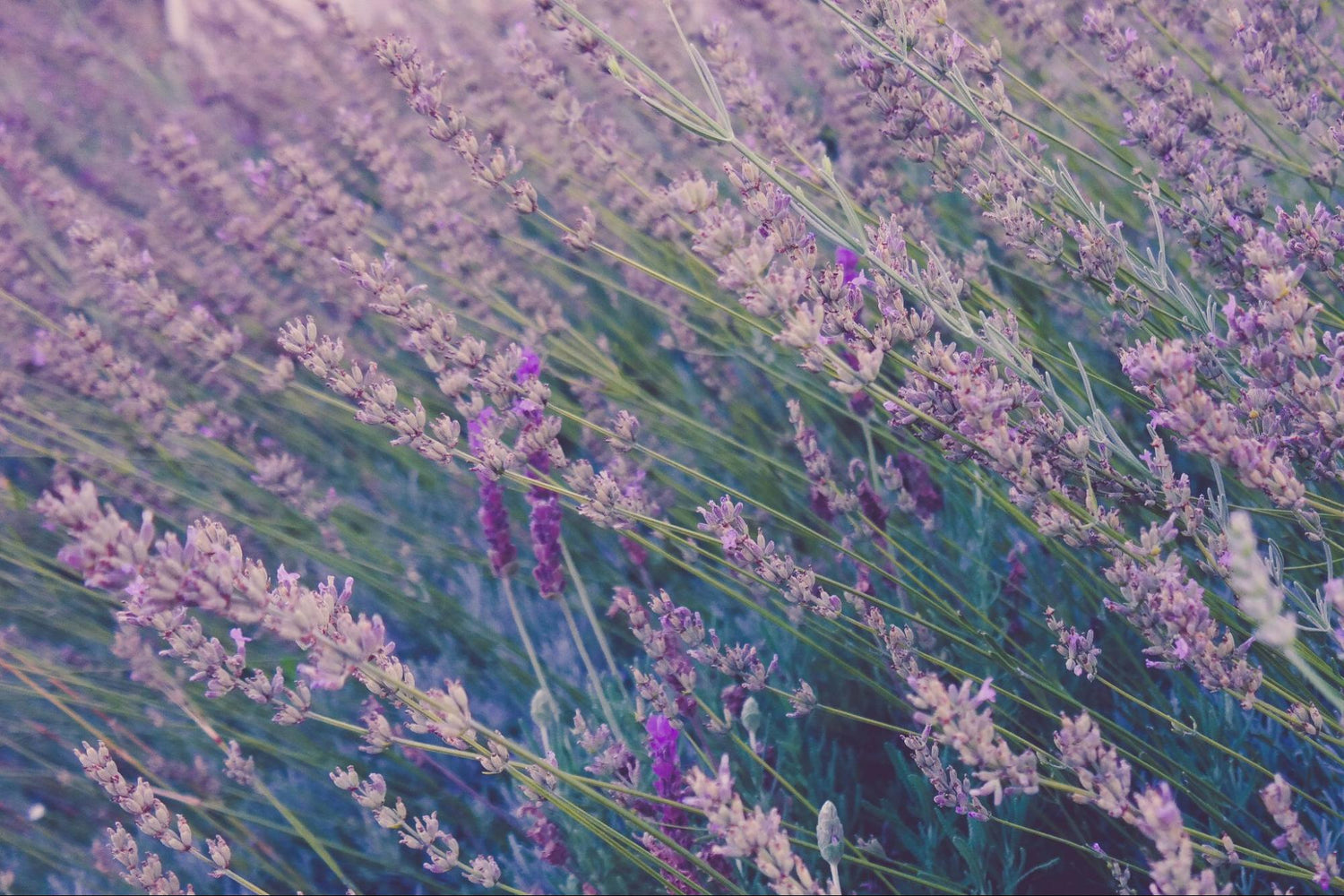The Science Behind Scent and Sleep: Best Essential Oils for Night‑Time Calm - Wizard & Grace